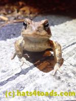 /home//u458753944/public_html/sourcegallery//////Roxborough Toad Detour/2022/2022-03-17/P3170884.JPG